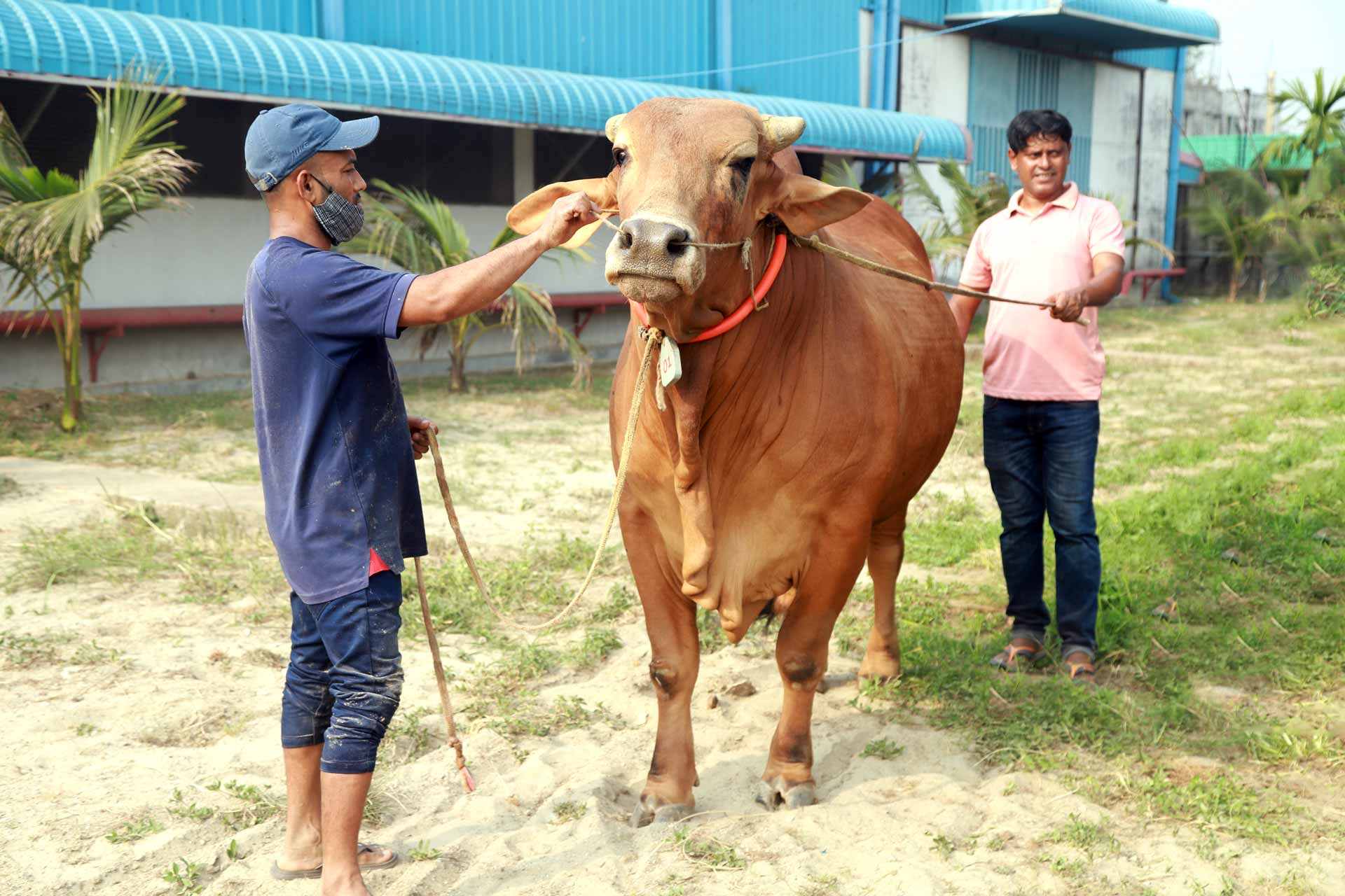 Yahya Agricola Cattle