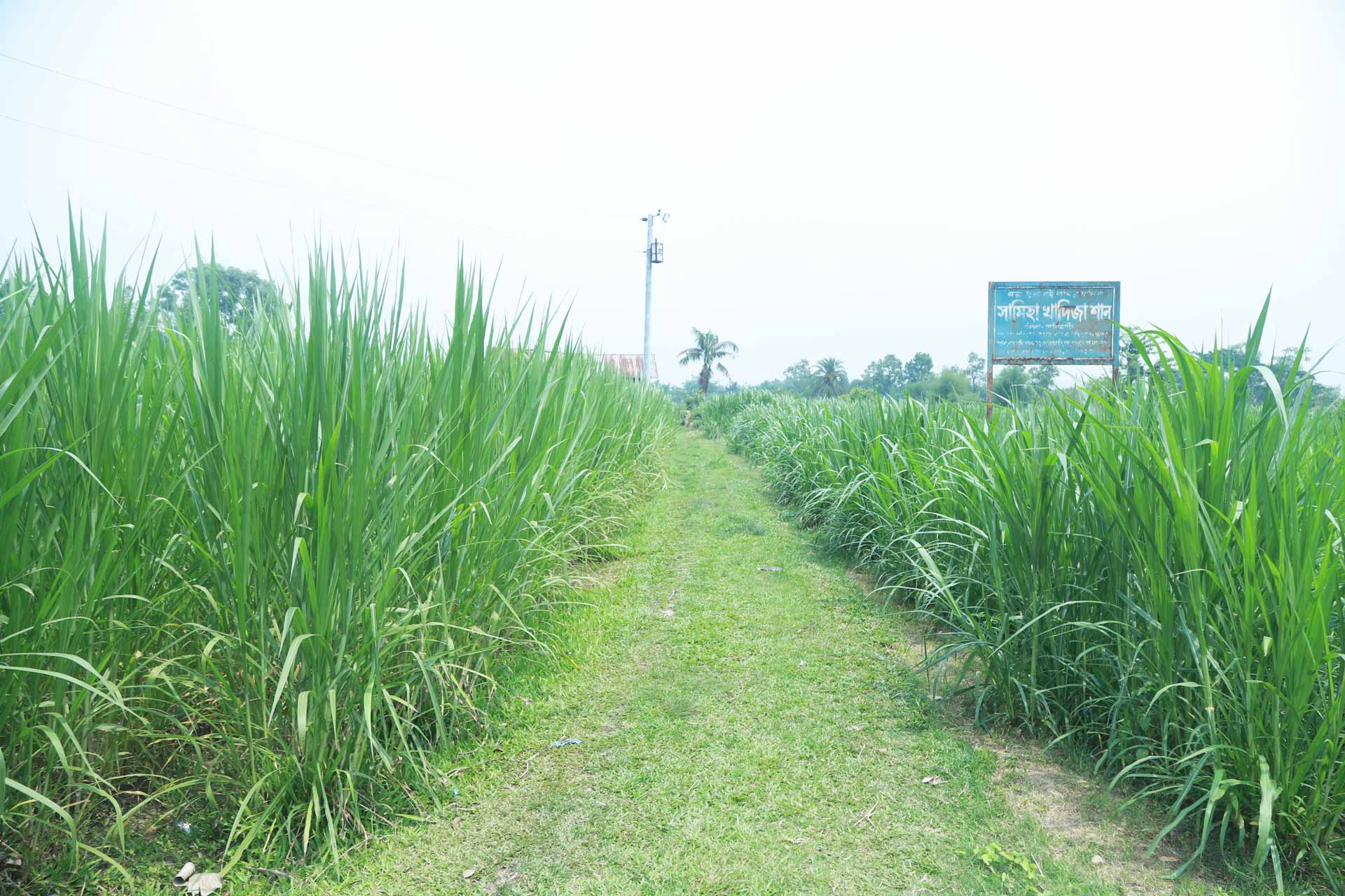 সবুজ চারণভূমি